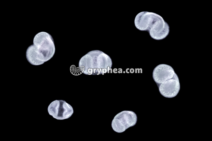 Pollen Pin x100 - gryphea.com